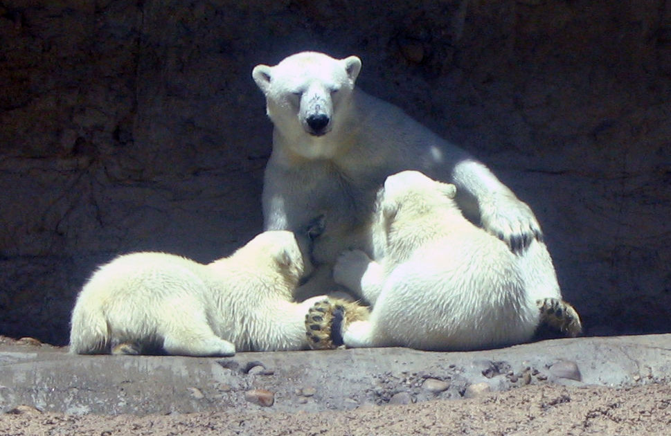 Denver Zoo names museum exec its new CEO